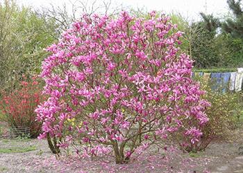 magnolija-gibridnaja-sjuzan-80-100-sm