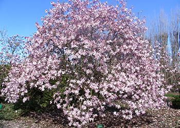 magnolija-zvezdchataja-rozea-140-160-sm