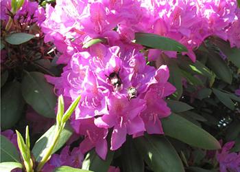 rododendron-listopadnaja-azalija-30-50-sm