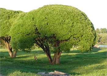 Ива ломкая 270-300 см iva-lomkaja-270-300-sm