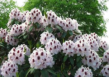 rododendron-gibridnyj-kalsap-100-130-sm