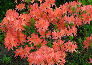 rododendron-listopadnaya-azaliya-60-80-sm