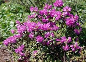 rododendron-tupoj-20-40-sm