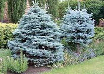 Ель колючая Глаука 200-220 см el-koljuchaja-glauka-200-220-sm