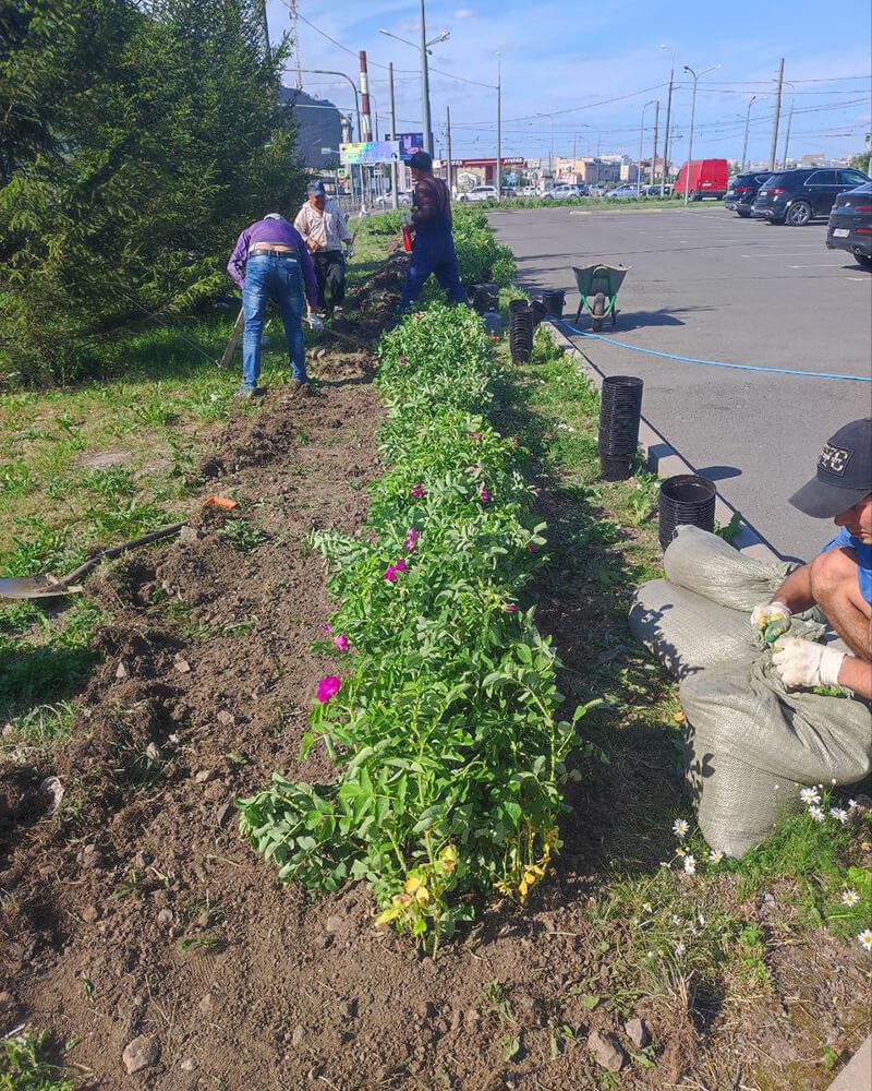 Живая изгородь из кустарника